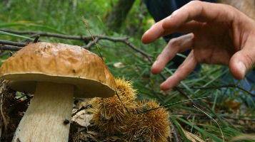 <b>PORCINI </b>A breve in Maremma è attesa l’esplosione