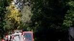 Cade un albero, via Pisorno bloccata per ore