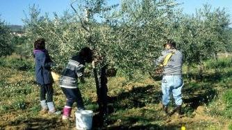 Aziende agricole chiuse per crisi