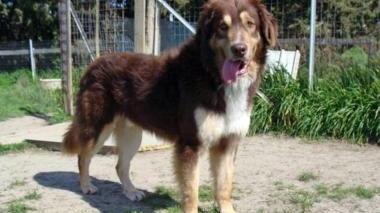 <b>MARCK. </b>Il cane che non riesce a stare in gabbia