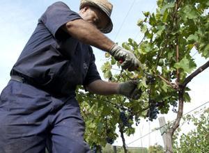 I residui della vendemmia non sono più rifiuti ma concimi e fertilizzanti