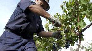 I residui della vendemmia non sono più rifiuti ma concimi e fertilizzanti