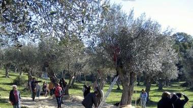 La mosca olearia colpisce gli olivi