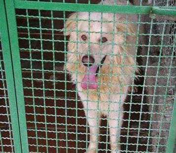 Fido, campagna anti-abbandono: 100 euro per chi adotta un cane