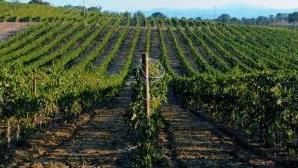 <b>VIGNA.</b> Sulle pendici della montagna