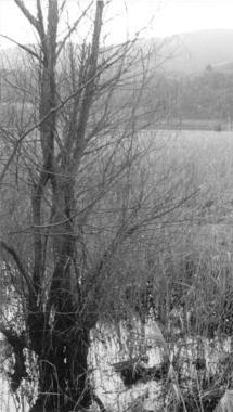 Lex lago di Bientina     