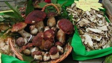Funghi e lumache che passione raccolta al via in due comuni