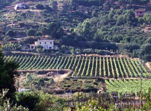 L'aleatico resta il simbolo dei vini elbani nella guida dell'Espresso