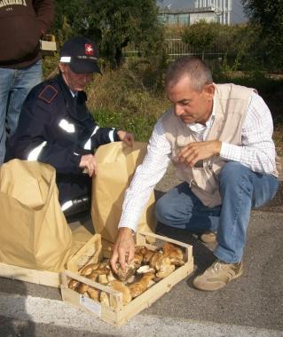 Un micologo controlla i funghi 