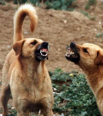 <b>ISTINTO PREDATORIO </b>Nei cani pu&ograve; risvegliarsi talvolta la discendenza dai lupi 