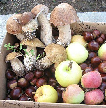 <b>FUNGHI E CASTAGNE.</b> Protagonisti del week end 