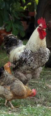 Galline protagoniste dellorto di Savignano     