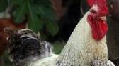 Galline protagoniste dell’orto di Savignano