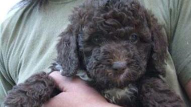 Uno splendido cucciolo di lagotto romagnolo, cane da tartufo