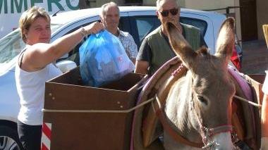 Un momento della raccolta con gli asini; più a destra il carcere in Gorgona