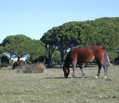 <b>PARCO.</b> Potrebbe assorbire anche lazienda 