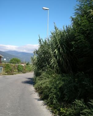 La carreggiata invasa dalle canne di bamb&ugrave;  