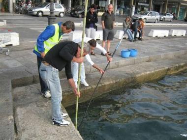Sos ricci di mare Salvati dal cemento i primi 300 esemplari