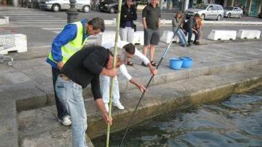 Sos ricci di mare Salvati dal cemento i primi 300 esemplari