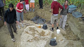 Scoperto lo scheletro di una "sirena" di cinque milioni di anni fa