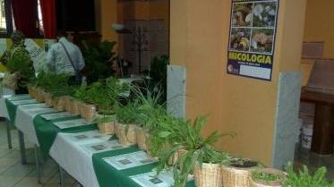 C'è la mostra micologica a Ponsacco