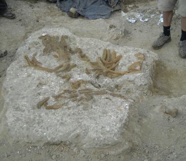 Una "sirena" trovata ad Arcille