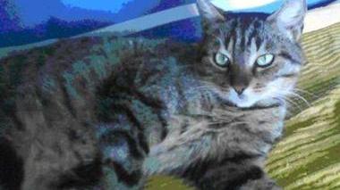 La gattina smarrita