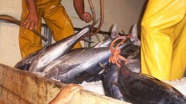 Tonni appena pescati 