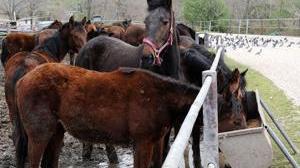 Cavalla seviziata morì, condannati 2 trasportatori