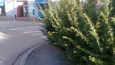 Siepe non curata pedoni a rischio a San Martino
