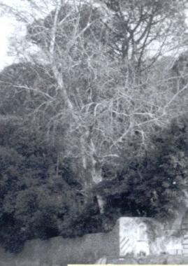 Il Parco del Bargo a Poggio 