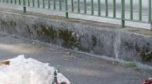 Sanzioni per i cani che sporcano