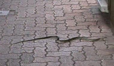 Un serpente a spasso in piazza D'Azeglio