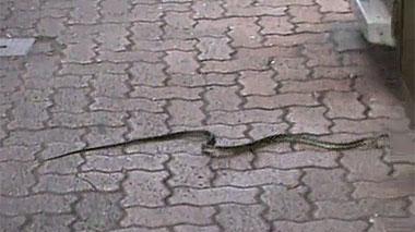 Un serpente a spasso in piazza D'Azeglio