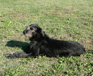 Lo spinone Bo si allena a Rosignano