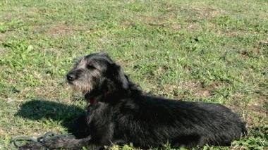 Lo spinone Bo si allena a Rosignano