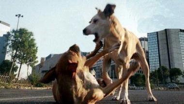 <b>CANI.</b> Abbandonati dai padroni 