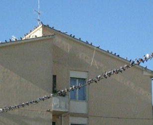 I piccioni sui tetti di via Buozzi 