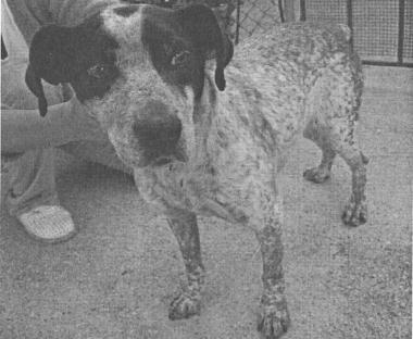 Il cane trovato a Montevettolini     