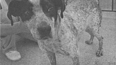 Il cane trovato a Montevettolini