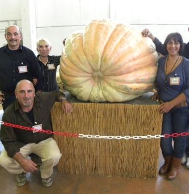 La zucca gigante premiata al recente concorso di Pontedera 