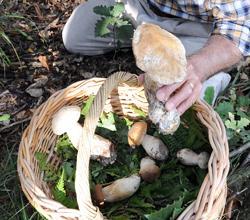 Rischia il trapianto di fegato dopo l'avvelenamento da funghi