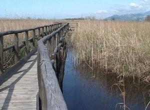 Massaciuccoli così ammalato che sono sparite le rane