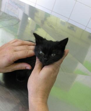 Gattina bisognosa d'affetto