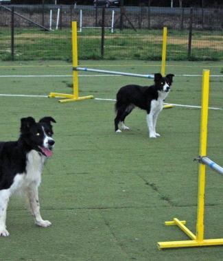 Gare di agility dog nel campo attrezzato di Petroio   