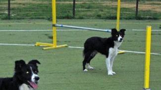 Gare di agility dog nel campo attrezzato di Petroio