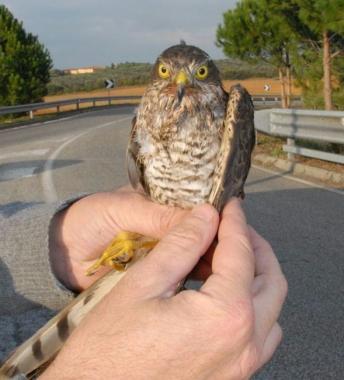<b>SPARVIERO.</b> Recuperato dal Crase 