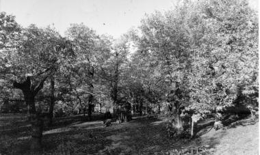 <b>CASTAGNETO.</b> Amiatino e sotto Diana Theodoli Pallini 