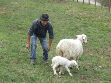 Fiocco azzurro nel gregge del pastore Giovanni
