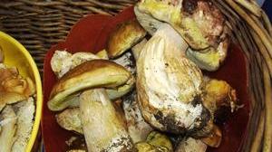 Micologi esperti per evitare brutte sorprese
